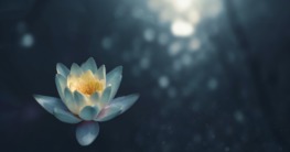 Lotusblüte in einem Teich